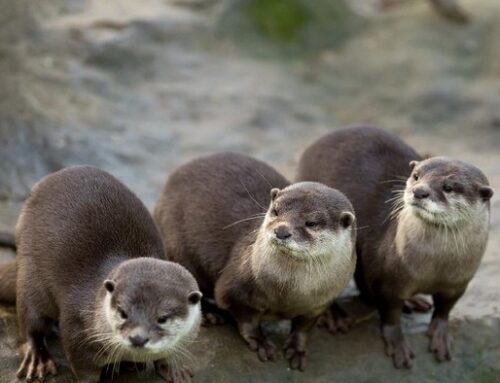 Berang-berang Si Penjaga Ekosistem Laut