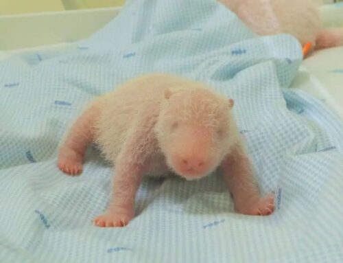 Kabar Gembira dari Taman Safari Indonesia: Kelahiran Bayi Panda Pertama