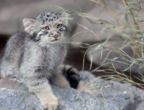 Anak Kucing Spesies Tertua di Dunia Tampil Menggemaskan di Kobe, Jepang